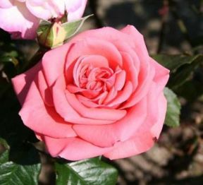 Louisiana rose, gammelrosa storblomstret rose med stor fyldt blomst
