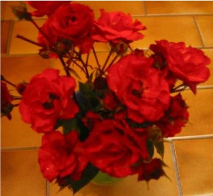 Allotria rose, orangerød buketrose med klaser af blomster