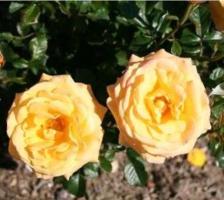 Amber Flush rose, kobbergul buketrose med klaser af blomster