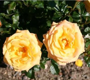 Amber Flush rose