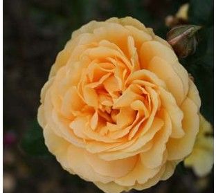 Amber Queen rose, ravgul buketrose med klaser af blomster