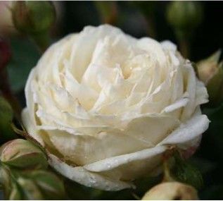 Artemis rose, cremehvid nostalgisk buketrose med tætfyldte blomster