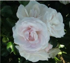 Aspirin Rose, hvid buketrose med klaser af blomster