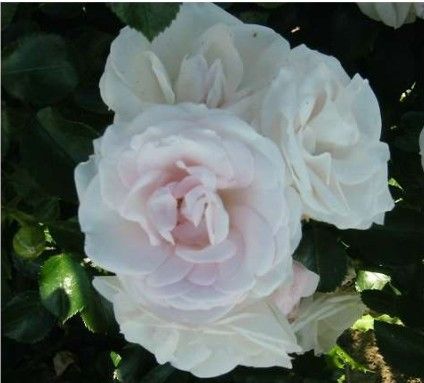 Aspirin Rose, hvid buketrose med klaser af blomster