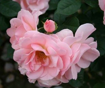 Astrid Lindgren rose, lyserød buketrose med klaser af blomster