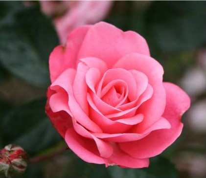 Bella Rosa rose