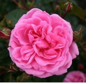 Berleburg rose, lyserød buketrose med klaser af blomster
