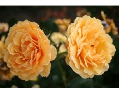 Bernstein Rose, ravgul nostalgisk buketrose med tætfyldte blomster