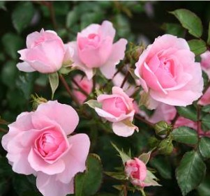 Bonica 82 rose