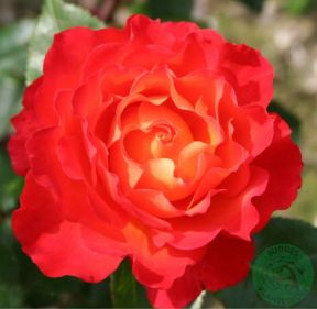 David Rosenmager rose, rød og orange buketrose med klaser af blomster