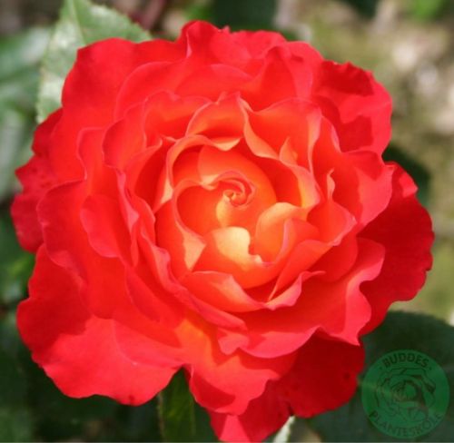 David Rosenmager rose, rød og orange buketrose med klaser af blomster