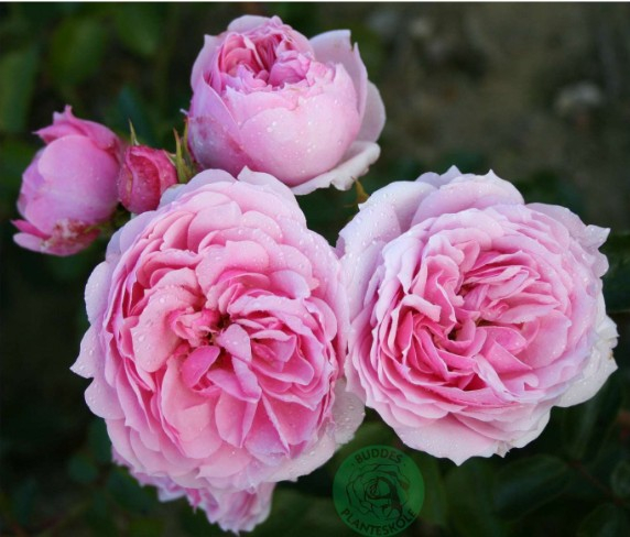 Dreams come True rose