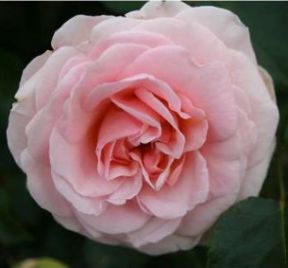 Dronning Margrethe rose, sart lyserød buketrose med fyldte blomster