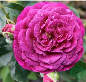 Ebb Tide rose, dyb plumlilla buketrose med tætfyldte blomster