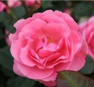 Egeskov rose, lyserød buketrose med klaser af blomster
