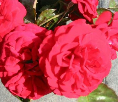 Europeana rose