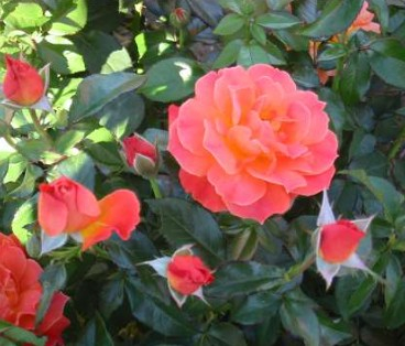 Fellowship rose
