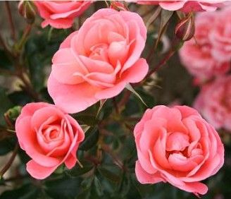 Fredensborg rose, laksefarvet buketrose med klaser af blomster