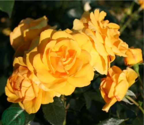 Friendship Forever rose, gul buketrose med klaser af blomster