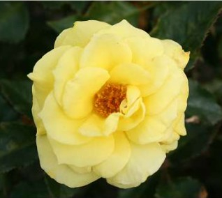 Friesia rose