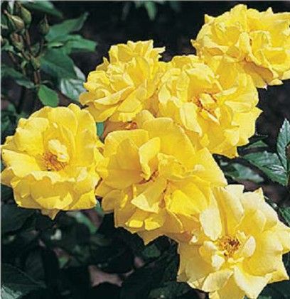 Goldmarie rose, guldgul buketrose med klaser af blomster