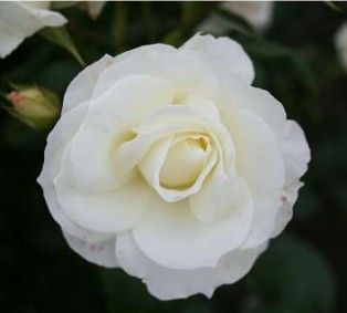 Gråsten rose, hvid buketrose med klaser af blomster