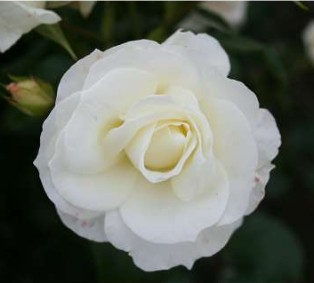 Gråsten rose