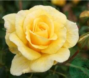Gyldensteen rose, gul buketrose med klaser af blomster