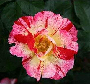Hanky Panky rose, stribet rød og hvid buketrose med klaser af blomster