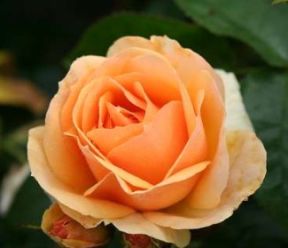 Hansestadt Rostock rose, kobbergul buketrose med klaser af blomster