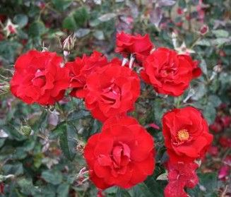 H.C. Andersen rose, mørkerød buketrose med klaser af blomster