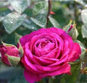 Heidi Klum rose, violet buketrose med fyldte blomster