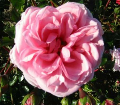 Home & Garden rose