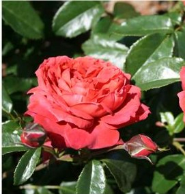 Hot Chocolate rose