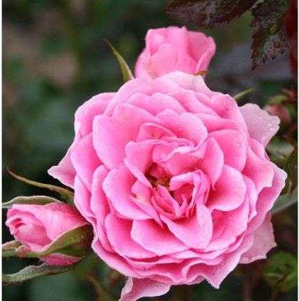 I am Grateful rose, lyserød buketrose med klaser af blomster