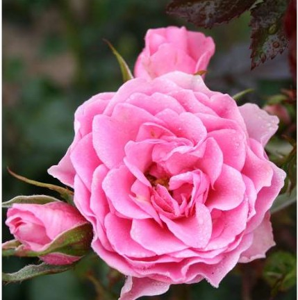 I am Grateful rose