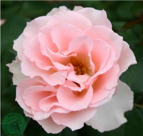 Ingeborgs Rose, cremefarvet og sart rosa buketrose med fyldte blomster