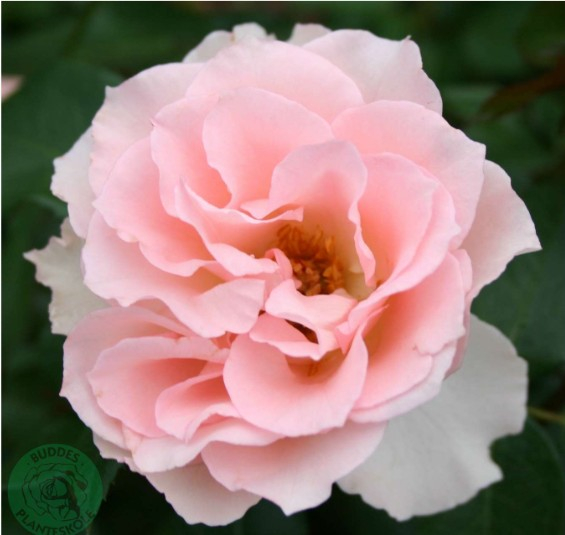 Ingeborgs Rose