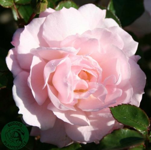 Jim the Viking rose, sart rosa buketrose med klaser af blomster