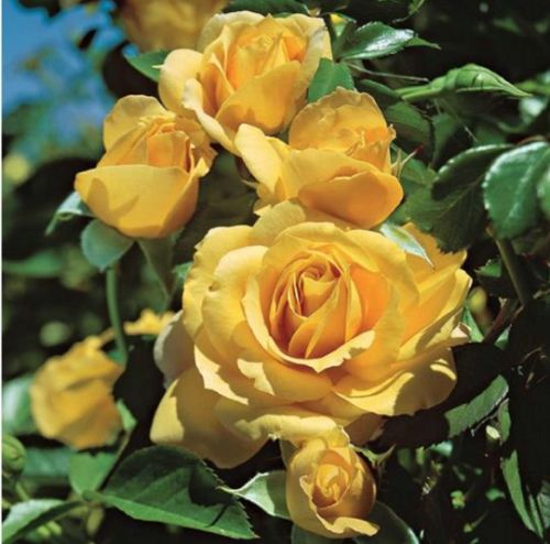 Julia Child rose, smørgul buketrose med fyldte blomster