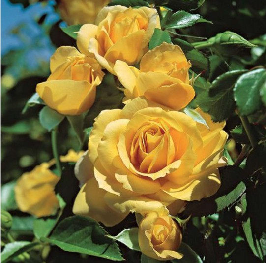 Julia Child rose