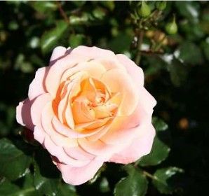 Kalmar rose, abrikos og ferskenfarvet buketrose med klaser af blomster