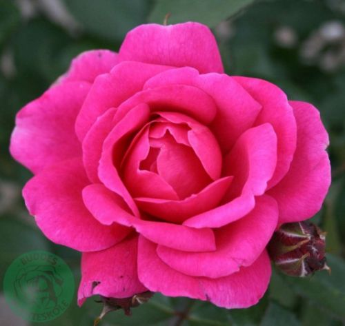 Kim Wall rose, mørk pink og cerise buketrose med åben blomst