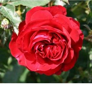 Kronborg rose, mørkerød buketrose med klaser af blomster