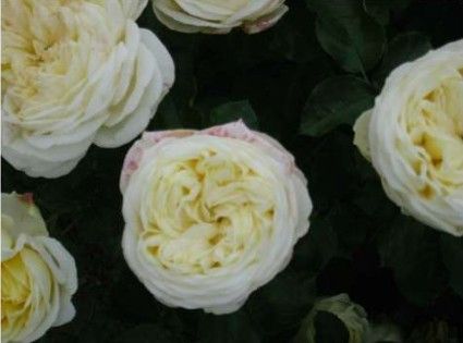 Kronprinsesse Mary rose, lysegul til cremehvid buketrose med fyldte blomster