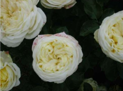 Kronprinsesse Mary rose