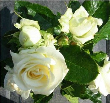 La Paloma rose, cremehvid buketrose med store blomster