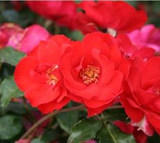 La Sevillana rose, orangerød buketrose med klaser af blomster