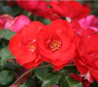 La Sevillana rose