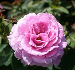 Lavender Ice rose